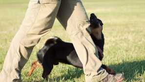 Ako naučiť psa do tímu blízko